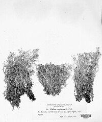 Cladonia rangiferina image